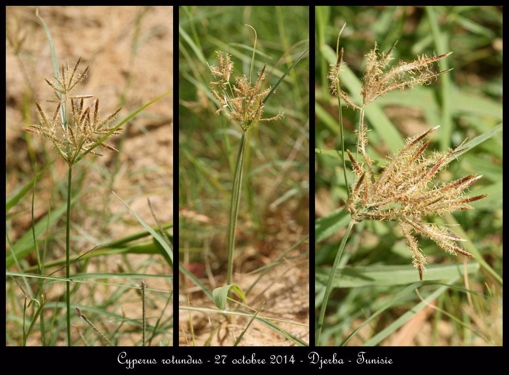 Cyperus rotundus